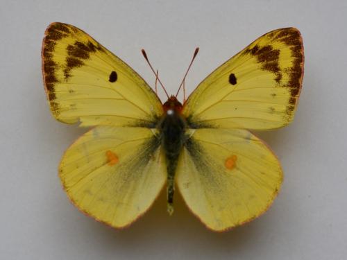 Réf. 277 355 : Colias alfacariensis
